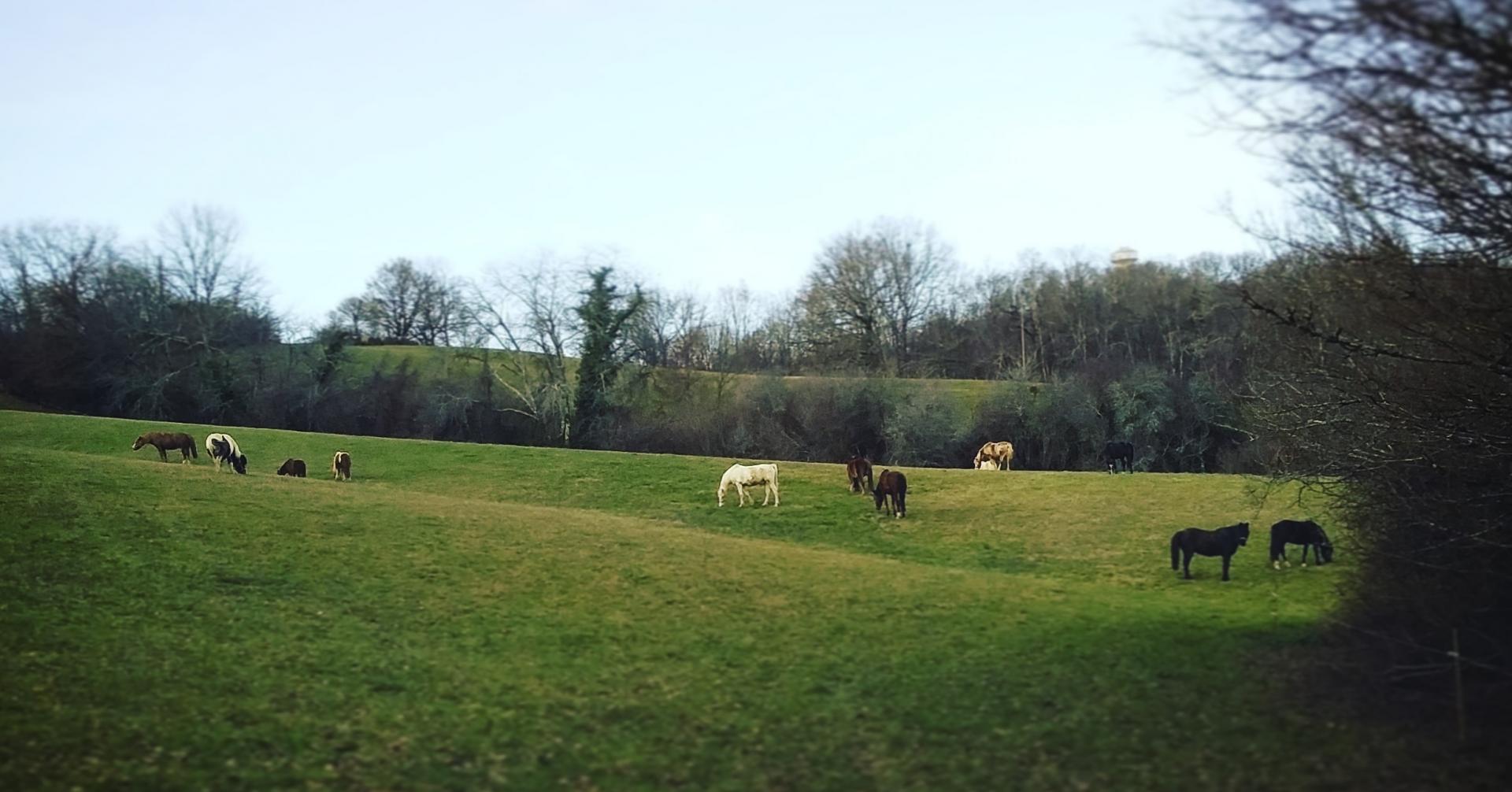 au-grand-galop